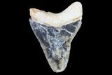 Serrated, Bone Valley Megalodon Tooth - Florida #99872-1